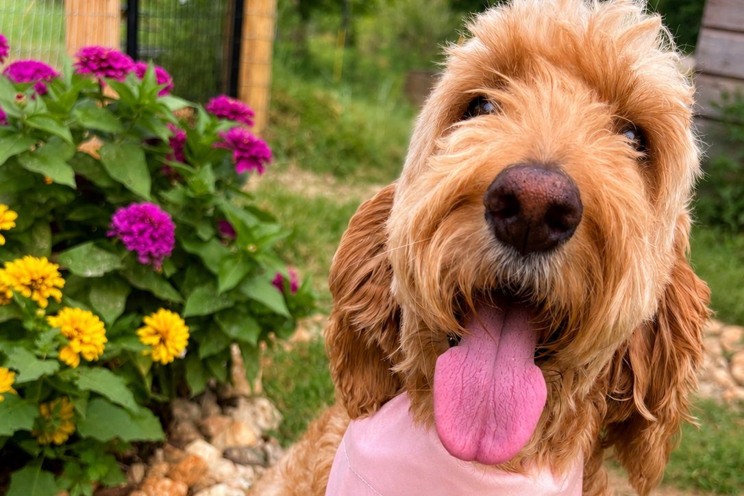 Smiling goldendoodle with its tongue out